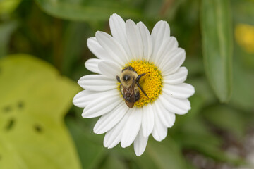 Obraz premium bumblebee and daisy