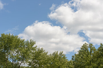 Fototapeta premium sky and trees