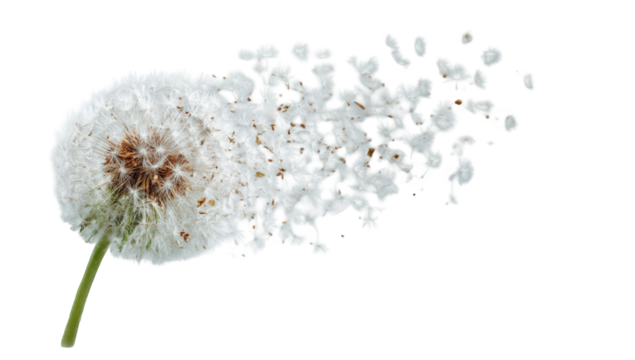 Dandelion seed head dispersing (1)