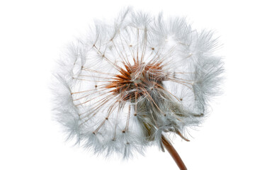 Close-up of a dandelion seed head (48)