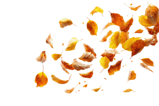 Autumn leaves scattered in motion against black background.  Vibrant orange and yellow leaves, various shapes and sizes, seem to be floating or falling.  Dark background enhances the color