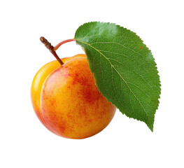 Close-up of a ripe apricot with a leaf