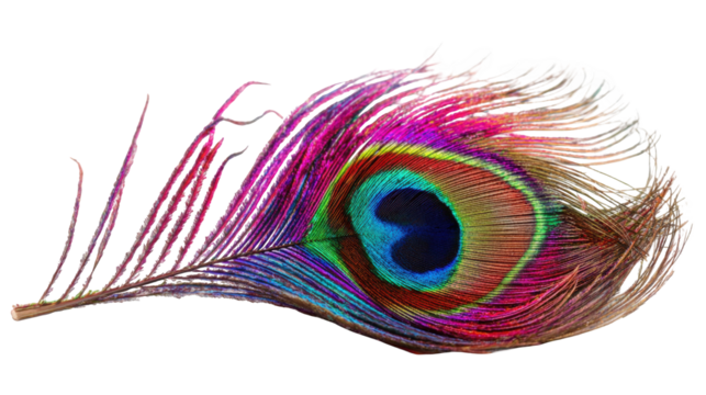 Vibrant peacock feather close-up (3)