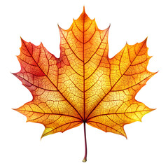 Obraz premium Colorful autumn maple leaf isolated on transparent background