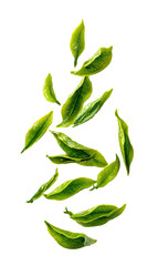 Bright green leaves in a stylized, overlapping arrangement against a black background