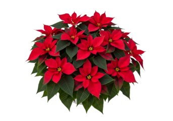 A vibrant cluster of poinsettia blossoms in a white pot against a striking black backdrop.