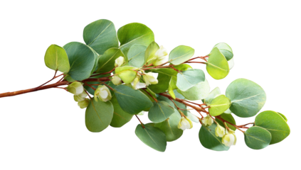 Close-up of a eucalyptus branch with small flowers