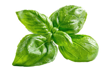 Close-up of fresh basil leaves, vibrant green, covered in water droplets (1)