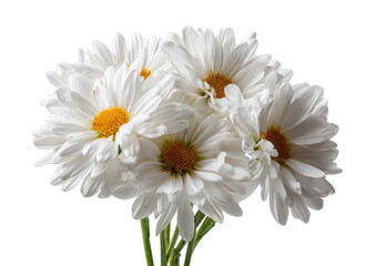 Obraz premium Close-up of a bouquet of white daisies