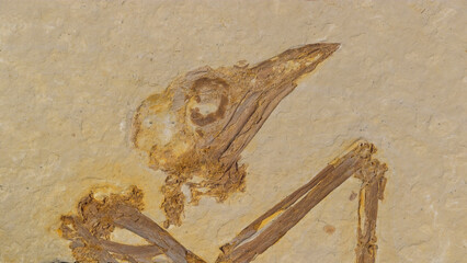 Fossil Bird skull from the Green River formation in Wyoming © Tsado