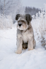  Fluffy dog sitting in snowy winter field with frosty plants around