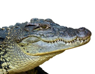 Obraz premium Close-up of a crocodile's head