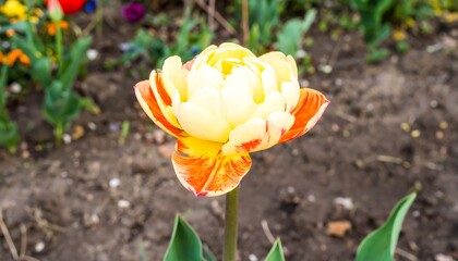 Close-up of a vibrant, double-layered tulip with pale yellow and orange petals