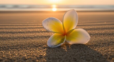 Single delicate plumeria flower rests on wet sand at sunset beach with ocean waves in the background