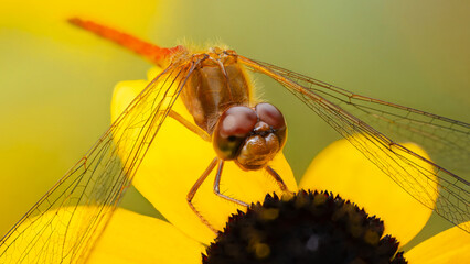 close up of a dragonfly