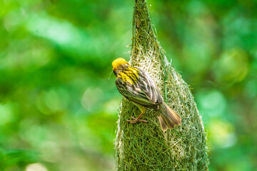 Baya Weaver Hanging Nest on Tree