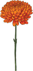 Vibrant orange chrysanthemum flower on dark background.  Detailed petals and stem