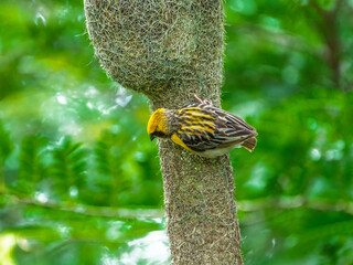 Yellow Crowned Baya Weaver Bird on Tree