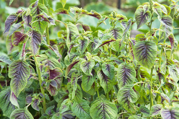 Colored red spinazie also named Amaranthus tricolor plants growing in a vegetable garden in the Netherlands