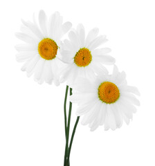 Three beautiful chamomile flowers isolated on white