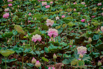 Lotus Flower Pond, A beautiful pink lotus and lush green lotus leaves in a pond.