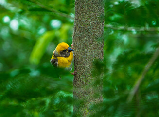 Baya Weaver Bird Perched Against Blue Sky
