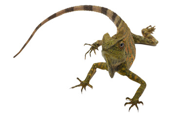 Close up portrait of a forest dragon lizard