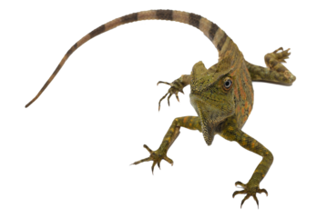 Close up portrait of a forest dragon lizard