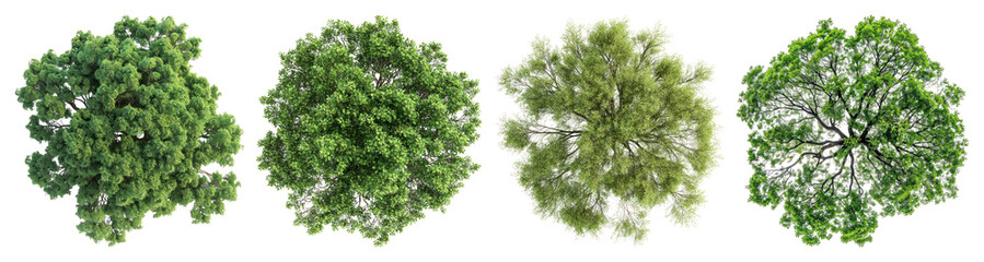 Obraz premium PNG Lush green tree tops, element set on transparent background