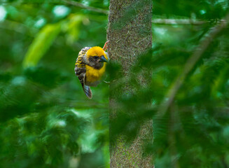 Baya Weaver Bird Perched Against Blue Sky
