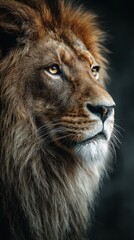 Obraz premium Majestic Lion Portrait: Close-Up of a Regal African Predator