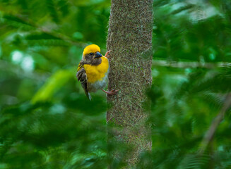 Baya Weaver Bird Collecting Grass for Nest