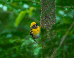Weaverbird Colony Nesting Together