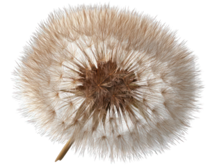 Close-up of a dandelion seed head (6)