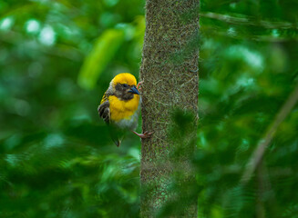 Asian Bird Baya Weaver on Thorny Branch