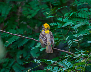 Baya Weaver Bird Resting in Village Landscape
