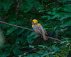 Yellow Baya Weaver Male Sitting on Nest
