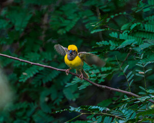 Baya Weaver Bird in Flight with Nesting Material