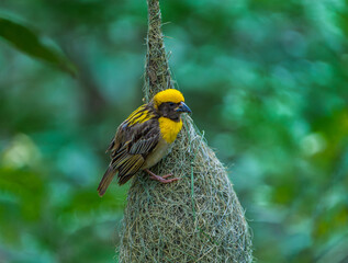 Pair of Baya Weavers Near Nest Entrance