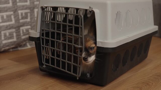 Smart pet coming out of plastic travel cage by itself. Unlocked pet carrier let the dog come out.