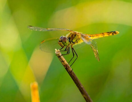 Close-up of a dragonfly perched on a twig