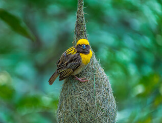 Intricate Nest of Baya Weaver Bird Close-up
