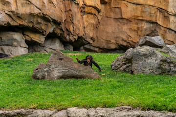 A young chimpanzee stands behind a log, chewing on a stick and exploring its surroundings in a...