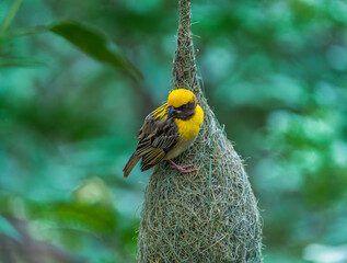 Baya Weaver Bird Perched in Natural Habitat