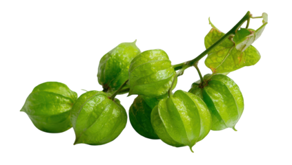 Close-up of unripe physalis fruit