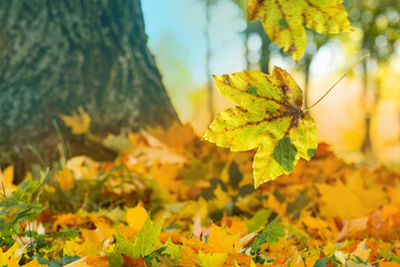 Multicolored maple leaves. Space for text background. Maple leaves background.