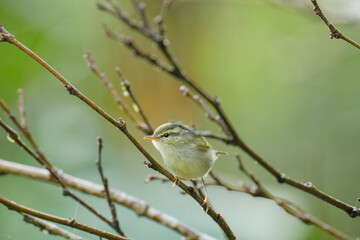blue tit on a branch bird watching in the forest