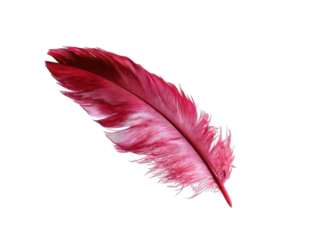Vibrant pink and red feather illustration