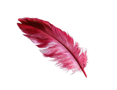 Vibrant pink and red feather illustration