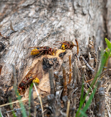 The European hornet (Vespa crabro) drinking sap from the tree trunk.